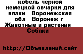 кобель черной немецкой овчарки для вязки - Воронежская обл., Воронеж г. Животные и растения » Собаки   